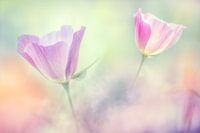 Favorite Eschscholzia