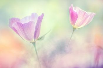 Favorite Eschscholzia