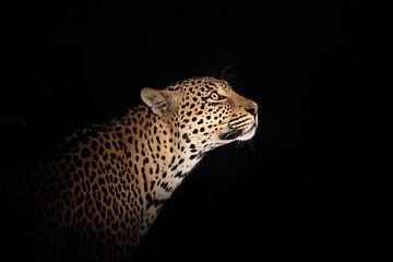 Leopardenporträt bei Nacht von Jos van Bommel