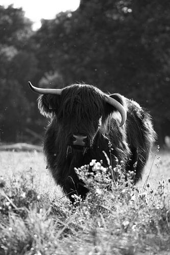 Scottish highlander black and white