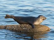 Zeehond als meermin van Muriel Polet thumbnail