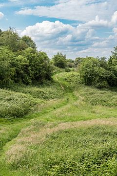 The green semi-natural meadows of the Kauwberg nature reserve ,  van Werner Lerooy