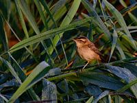 sedge warbler