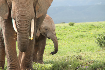 Baby elephant