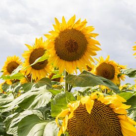 Sonnenblume | Sommersonnenblumenfeld | Frankreich von Vera Yve