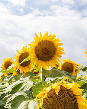 Sonnenblume | Sommersonnenblumenfeld | Frankreich