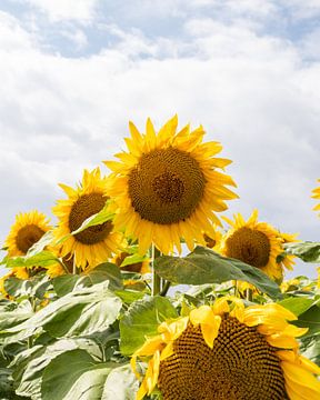 Zonnebloem | Zomerse zonnebloemveld | Frankrijk van Vera Yve