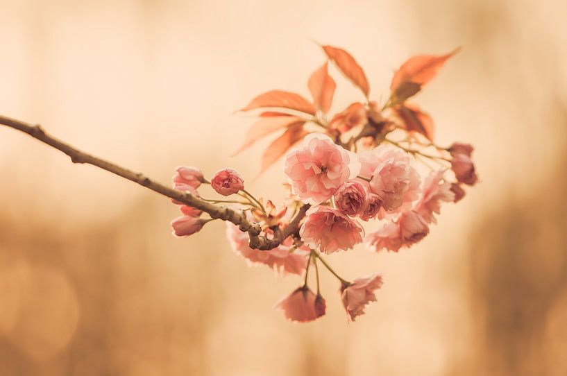 Bloesem van Nancy van Verseveld