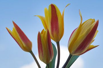 Tulpen geel en rood in het blauw van Jolanda de Jong-Jansen