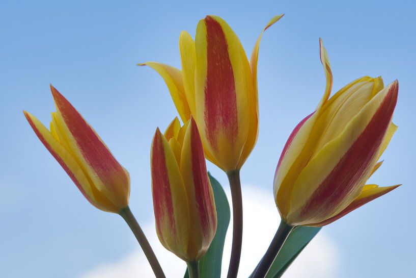 Tulipes jaunes et rouges en bleu par Jolanda de Jong-Jansen