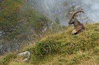 im Lebensraum... Alpensteinbock *Capra ibex* von wunderbare Erde Miniaturansicht