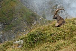 im Lebensraum... Alpensteinbock *Capra ibex* by wunderbare Erde