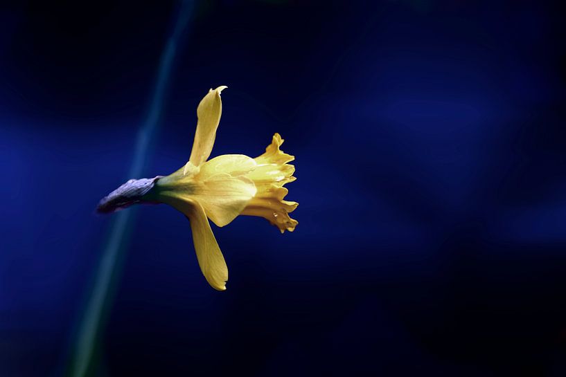 jonquille jaune sur fond bleu par Ribbi