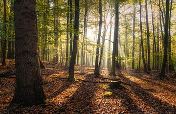 Jeder Baum hat seinen Schatten von Joris Pannemans - Loris Photography