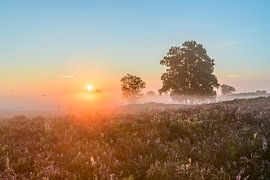 Sonnenaufgang über einer Heidelandschaft von Sjoerd van der Wal Fotografie