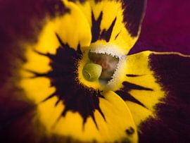 Das "lächelnde" Purpur-/Bordeauxrot mit Gelb Veilchen von Marjolijn van den Berg