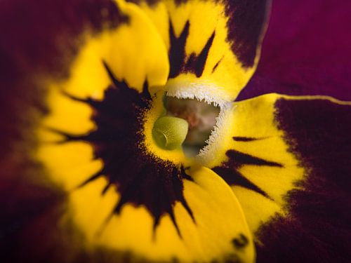 Het "lachende" paars / bordeaux rode met gele viooltje