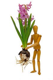 Komplette Traubenhyazinthe mit Blüte, Blättern und Zwiebel wird von einer Holzfigur getragen von Hans-Jürgen Janda