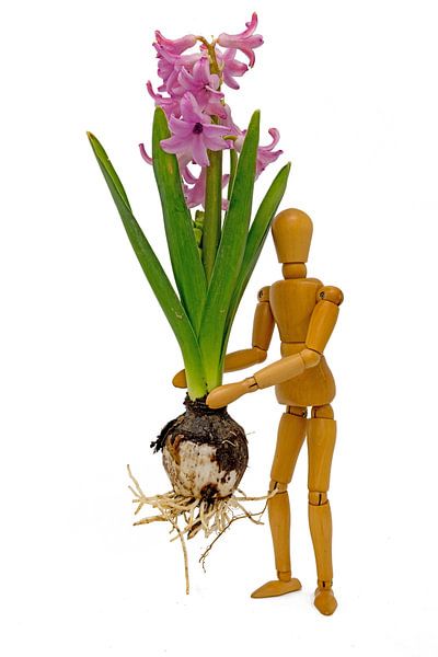 Complete grape hyacinth with blossom, leaves and bulb is carried by a wooden figure by Hans-Jürgen Janda