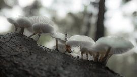 Paddenstoelen in het bos von Dirk van Egmond