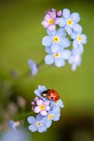 Lieveheersbeestje op bloem