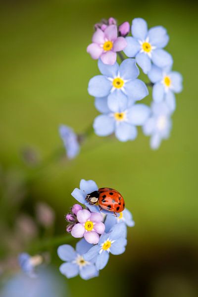 Marienkäfer auf Blume von Aandenken in Beeld