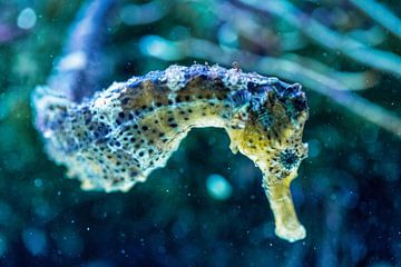 Colors of the sea - Seahorse by Sanne Hoogstad