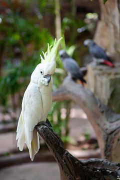Witte papegaai van t.ART