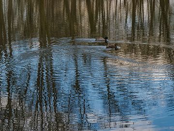 Interferenz von Roger Trelou