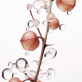 Drops On Leafs No 5 by treechild .