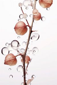 Drops On Leafs No 5 sur Treechild