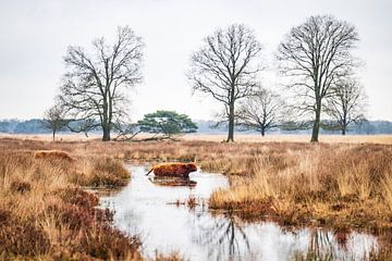 Schotse Hooglander in Veenlandschap van Dennis Venema