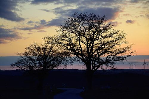 Boom silhouetten