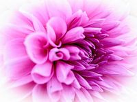 Dahlia