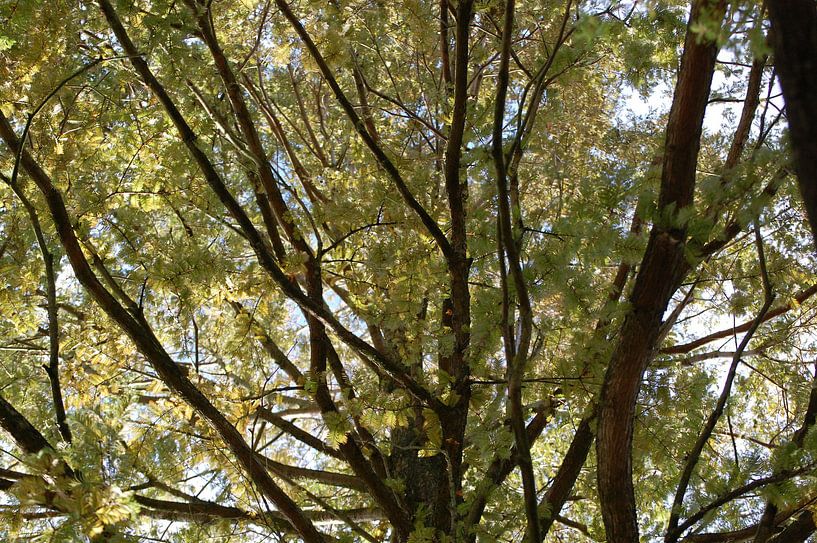 Treetop by Rob de Jong