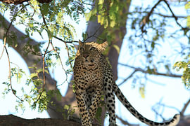 The graceful leopard by Bärbel Severens