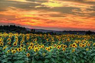 Zonnebloemen met zonsondergang van Marcel de Groot thumbnail