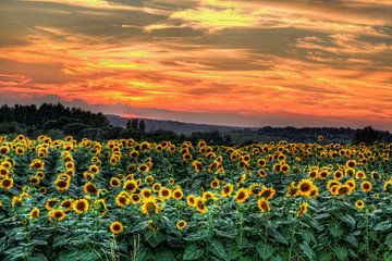 Zonnebloemen met zonsondergang