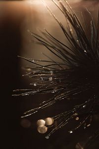 Glitzernde Tannennadeln