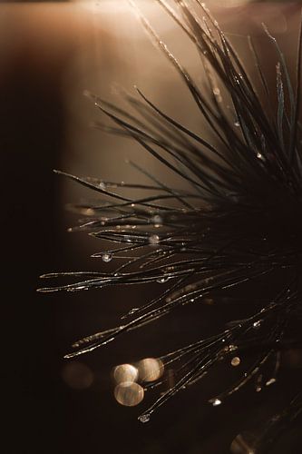 Glinsterende dennennaalden