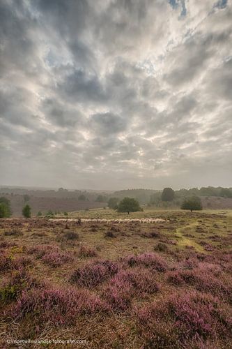 Schaapskudde met herder op de heide
