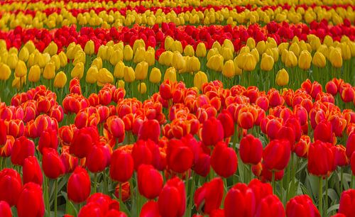 Tulpen rot und gelb