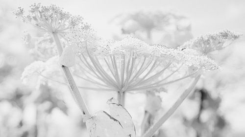 Hogweed in the Hoeksche Waard