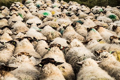 Schapen door de duinen op weg naar vers gras