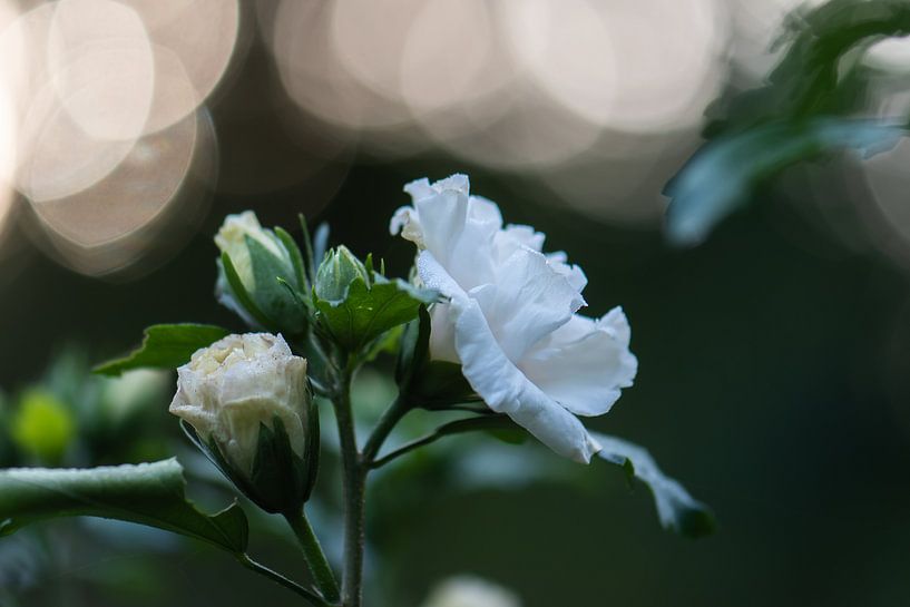 white bokeh flower by Tania Perneel