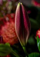 Lily