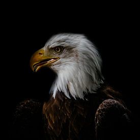 A bald eagle close-up creatively edited by Wolfgang Unger