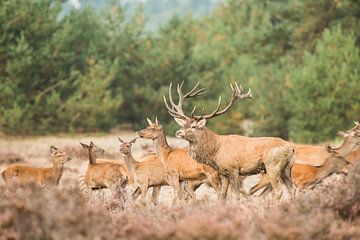 Red deer by Elles Rijsdijk