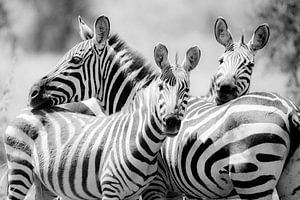 Zebra's in een groep van Tom van de Water