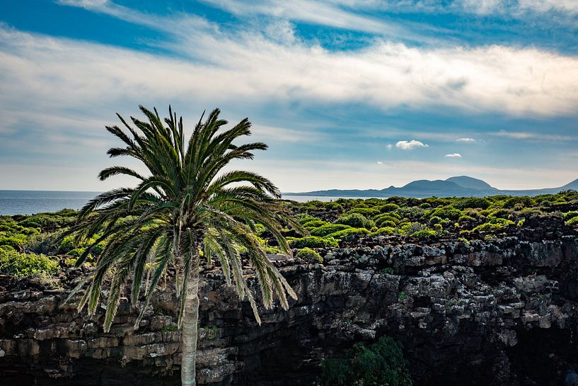Palmboom vakantiegevoel op Lanzarote van Pictorine